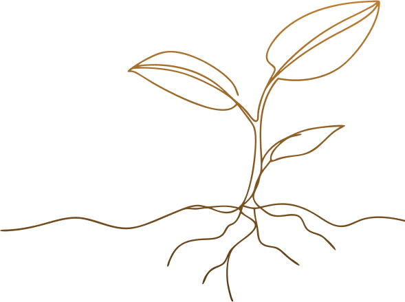 Drawing of a sprout.
