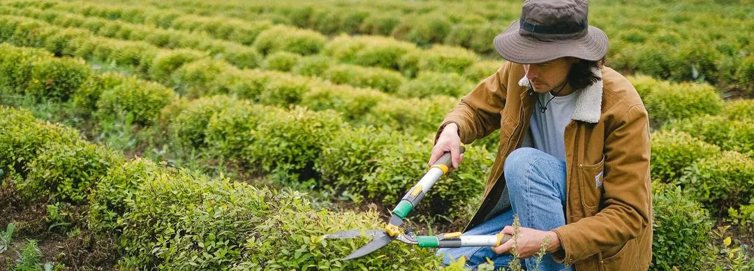 man with secateurs working near bushes