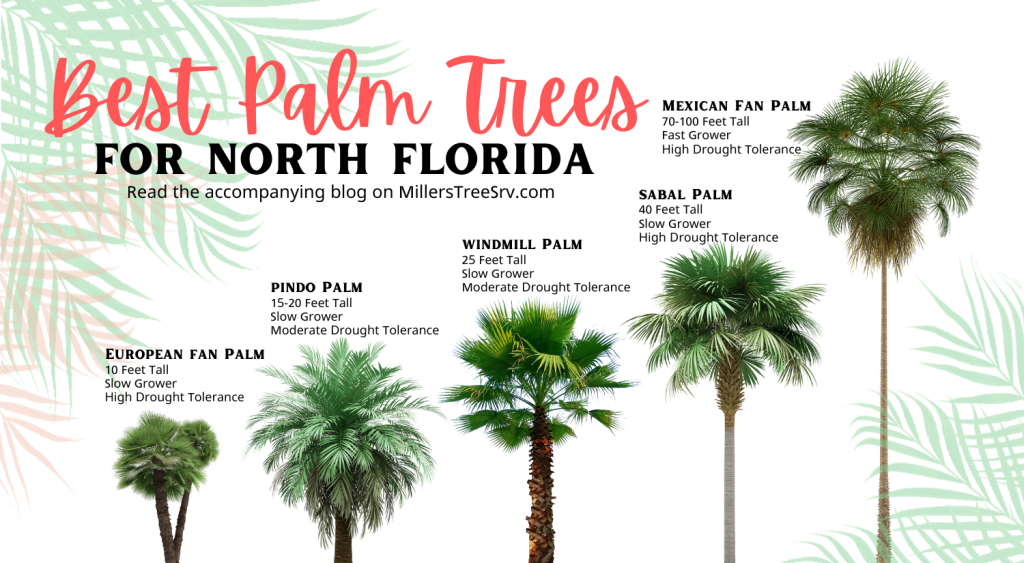 Best palm trees for Tallahassee and north Florida