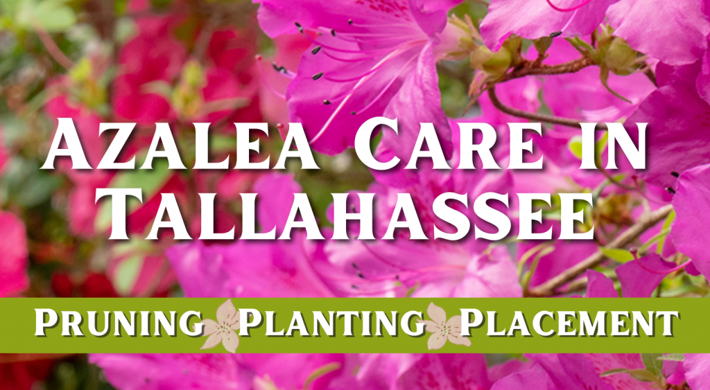 Azalea care in Tallahassee pruning planting and placement