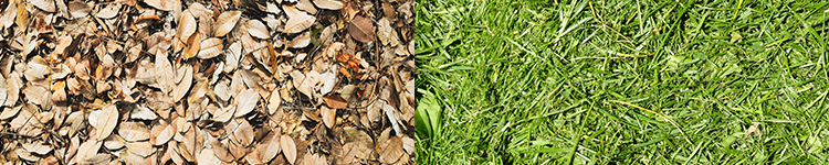 leaves and grass clippings tallahassee
