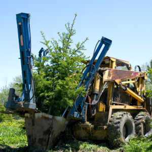 Tree spade lifting root ball out of the ground.