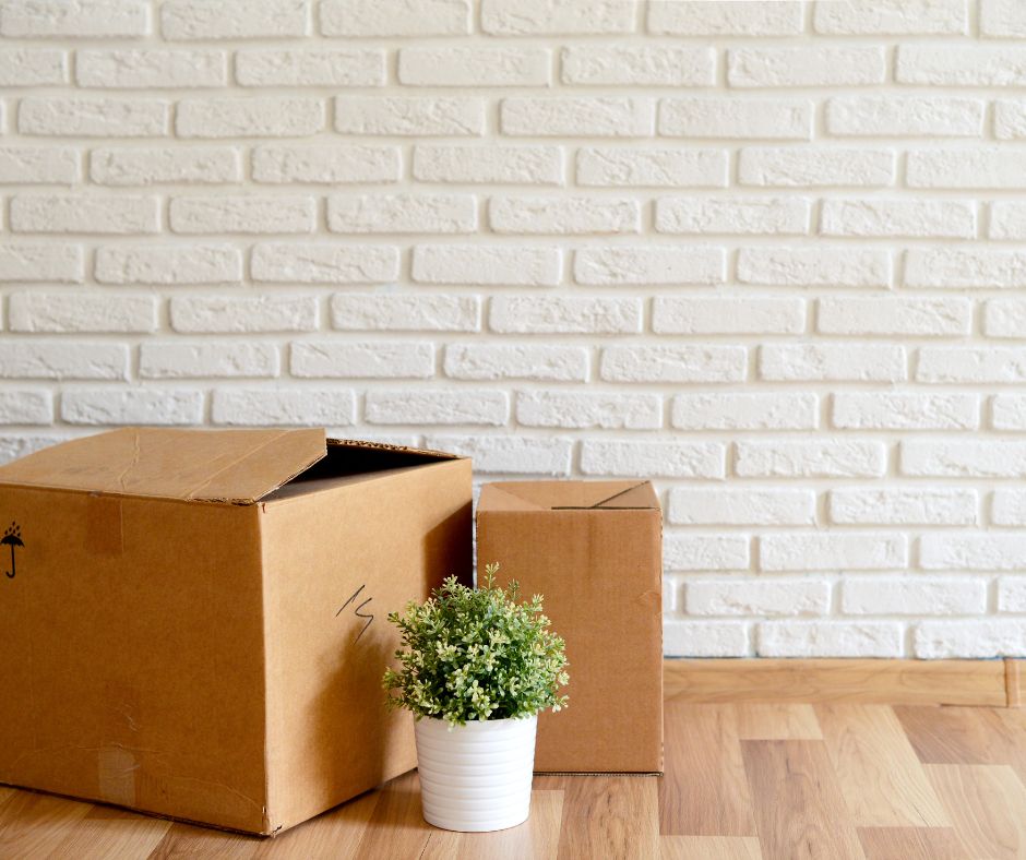 boxes and pot plant surrounding each other