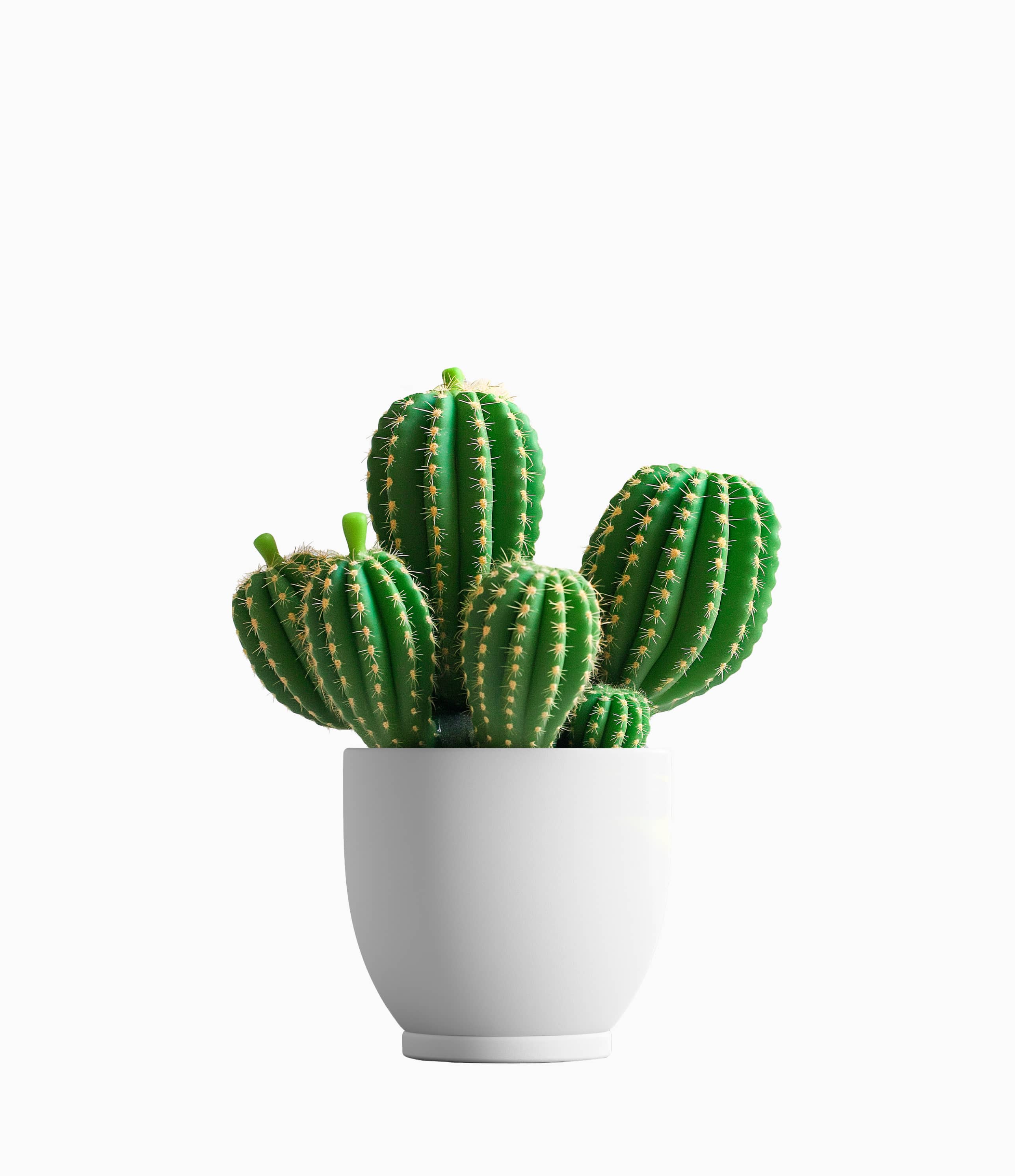 Balloon Cactus