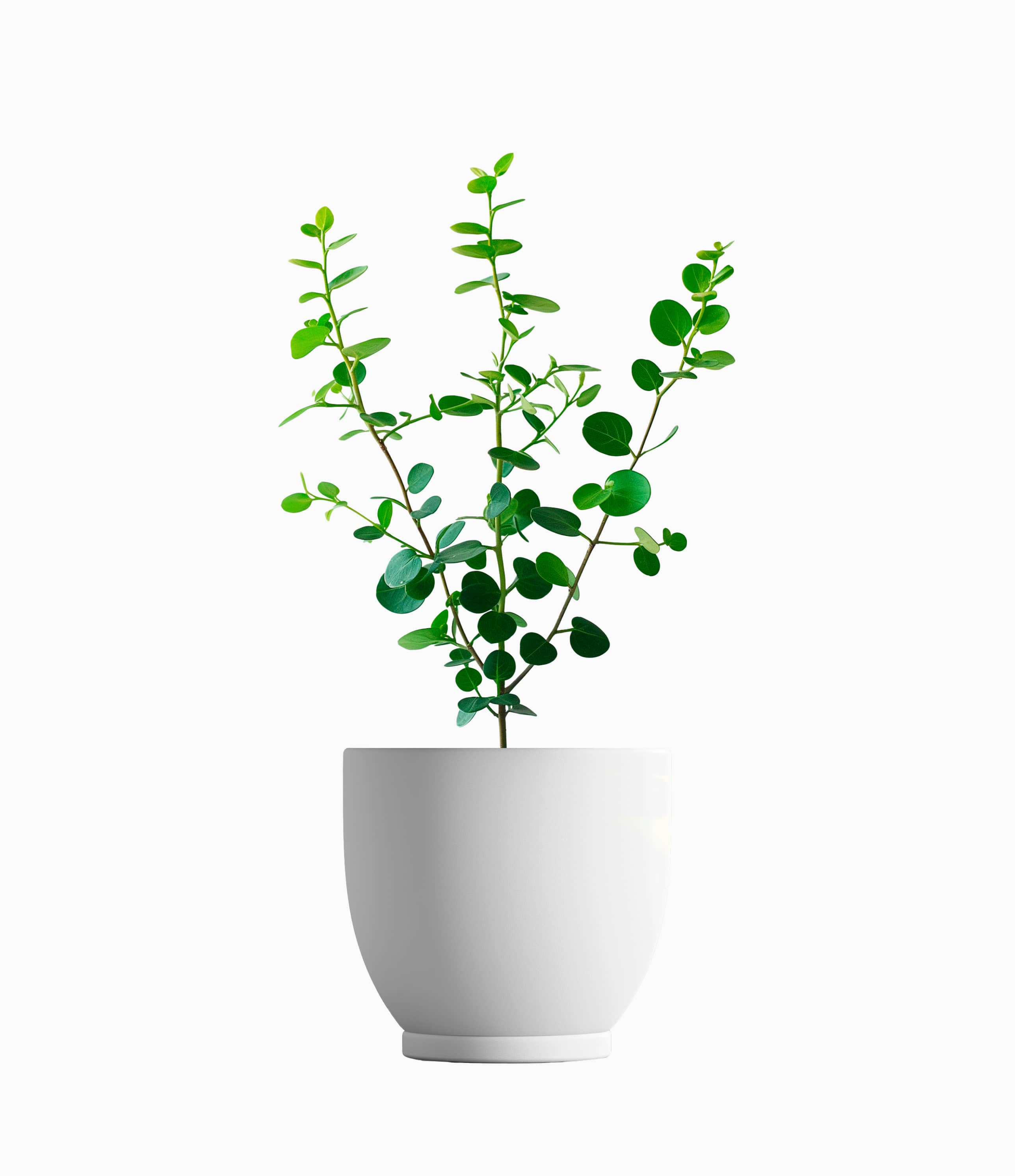 Portulacaria