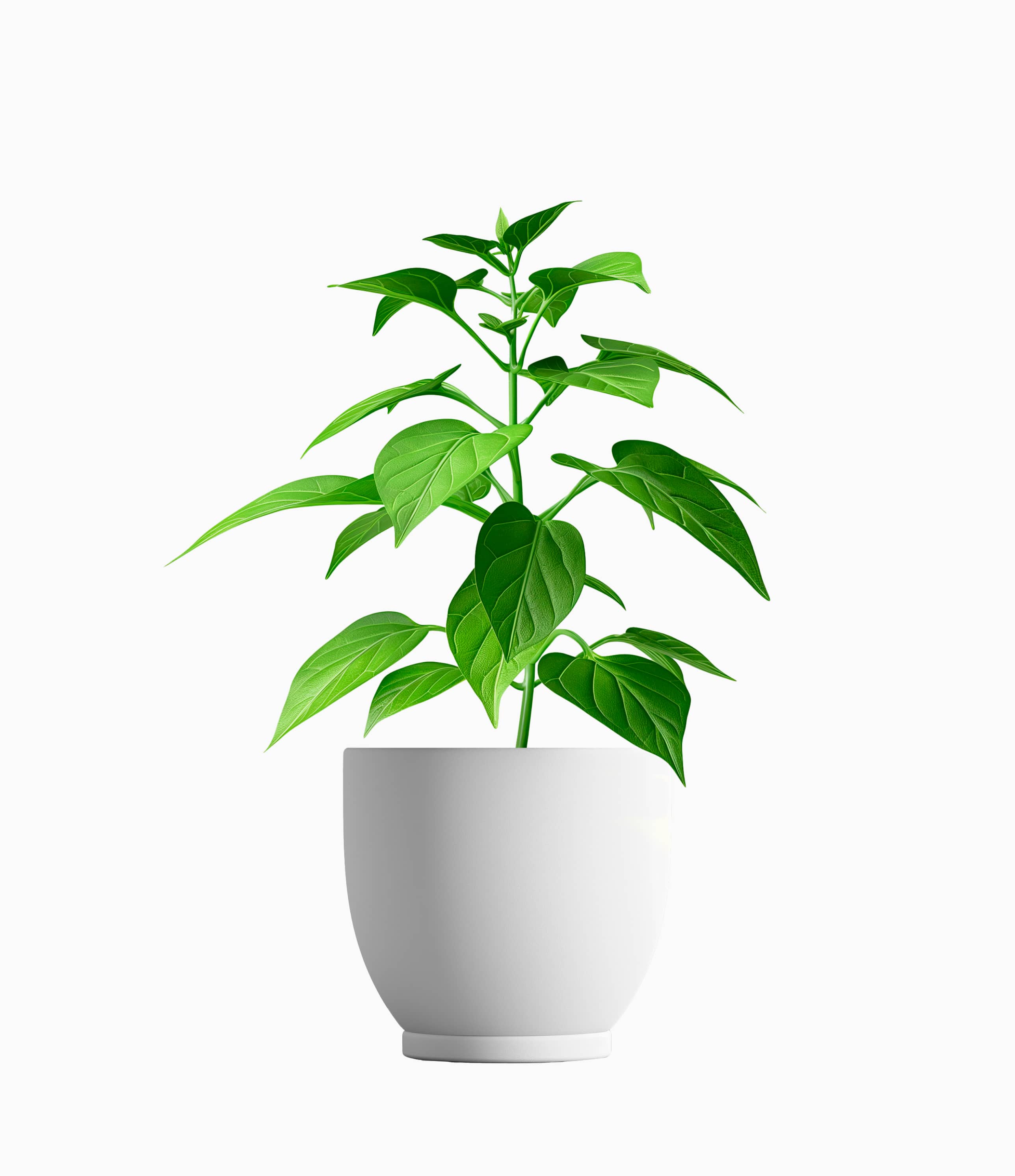 Peppermint