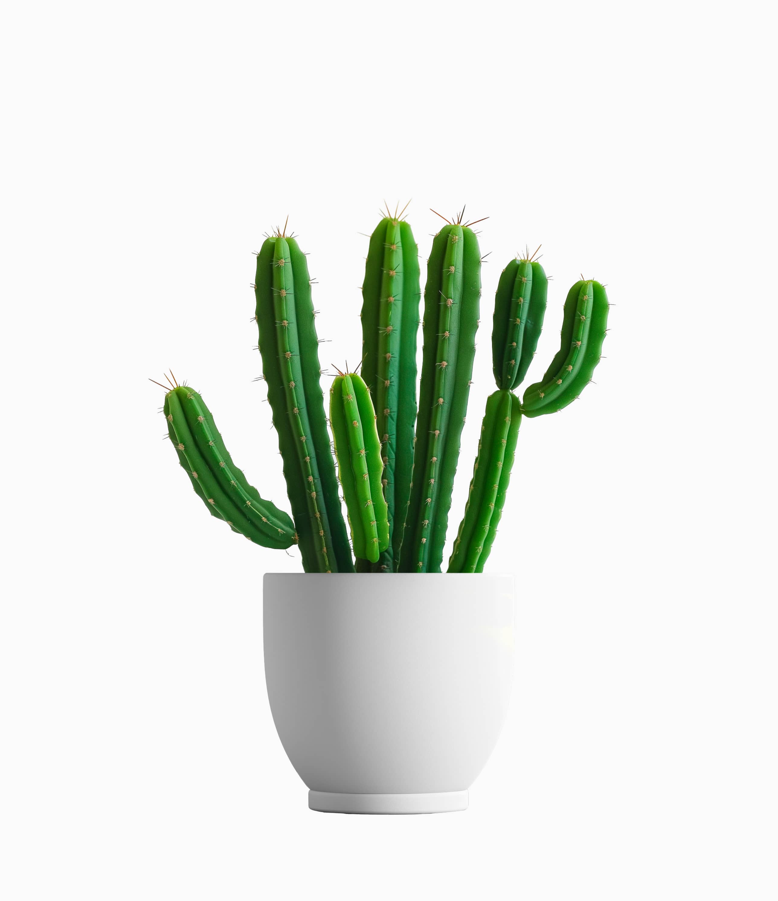 Cactus Plant