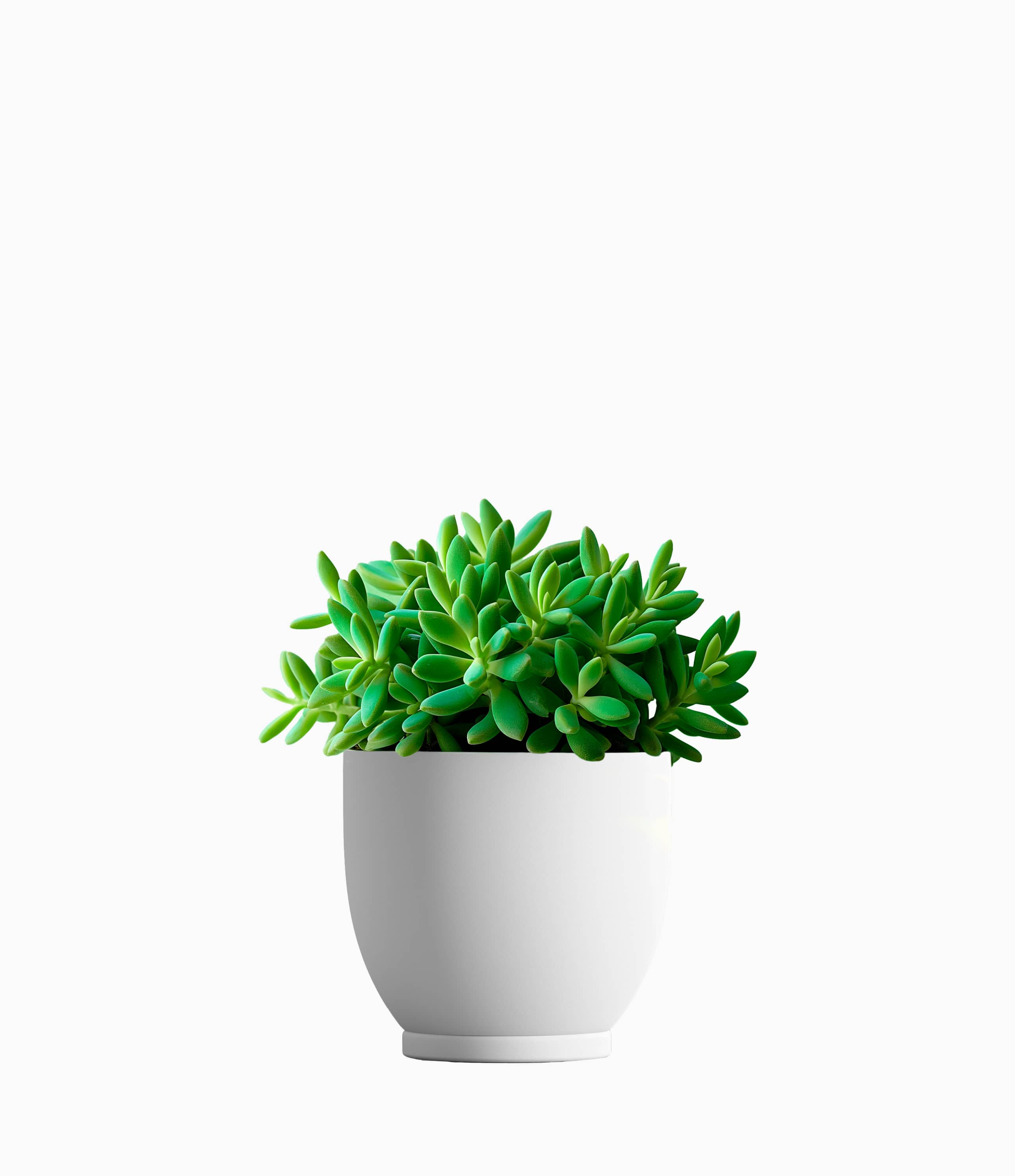 Succulent