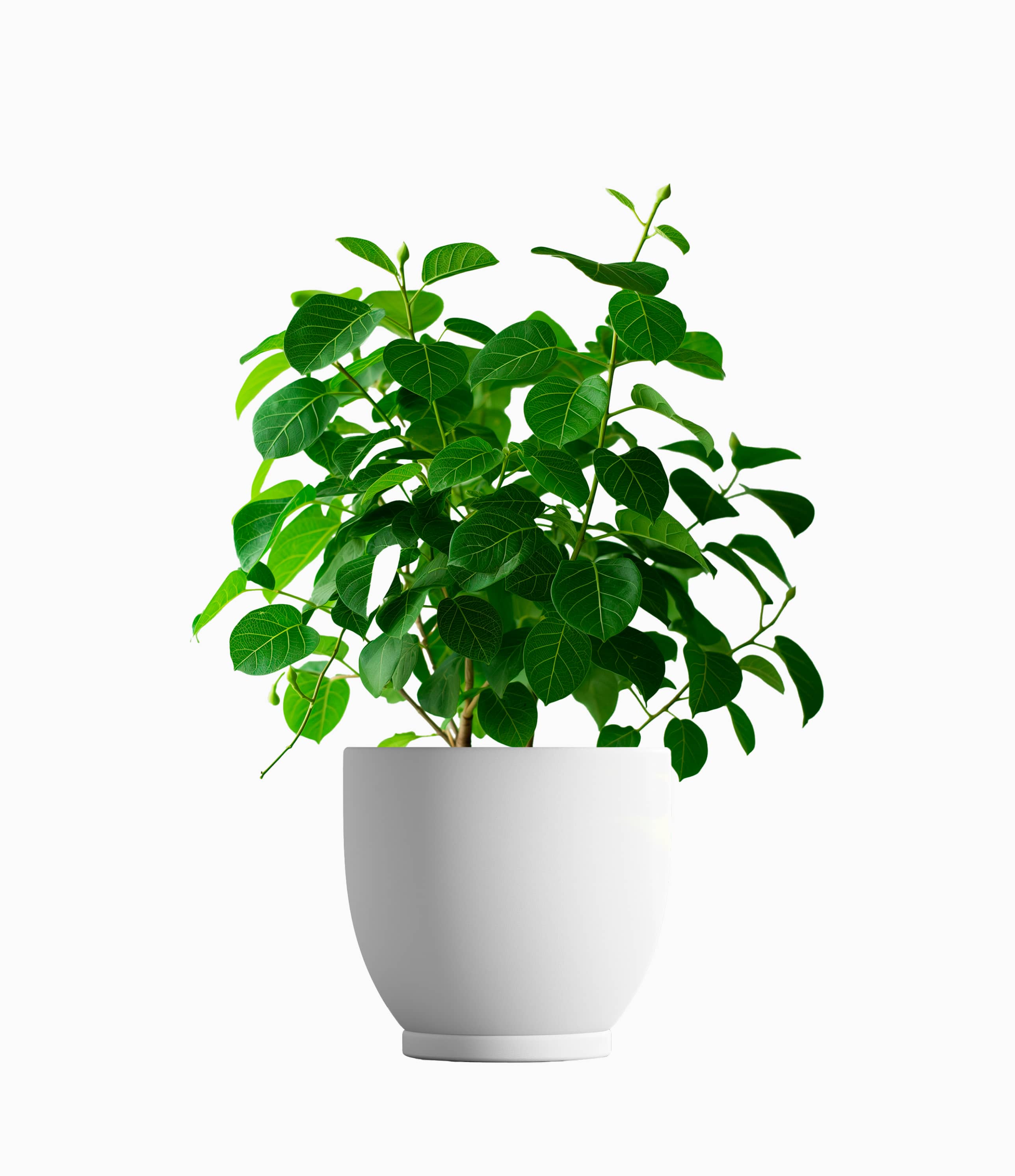 Weeping Fig