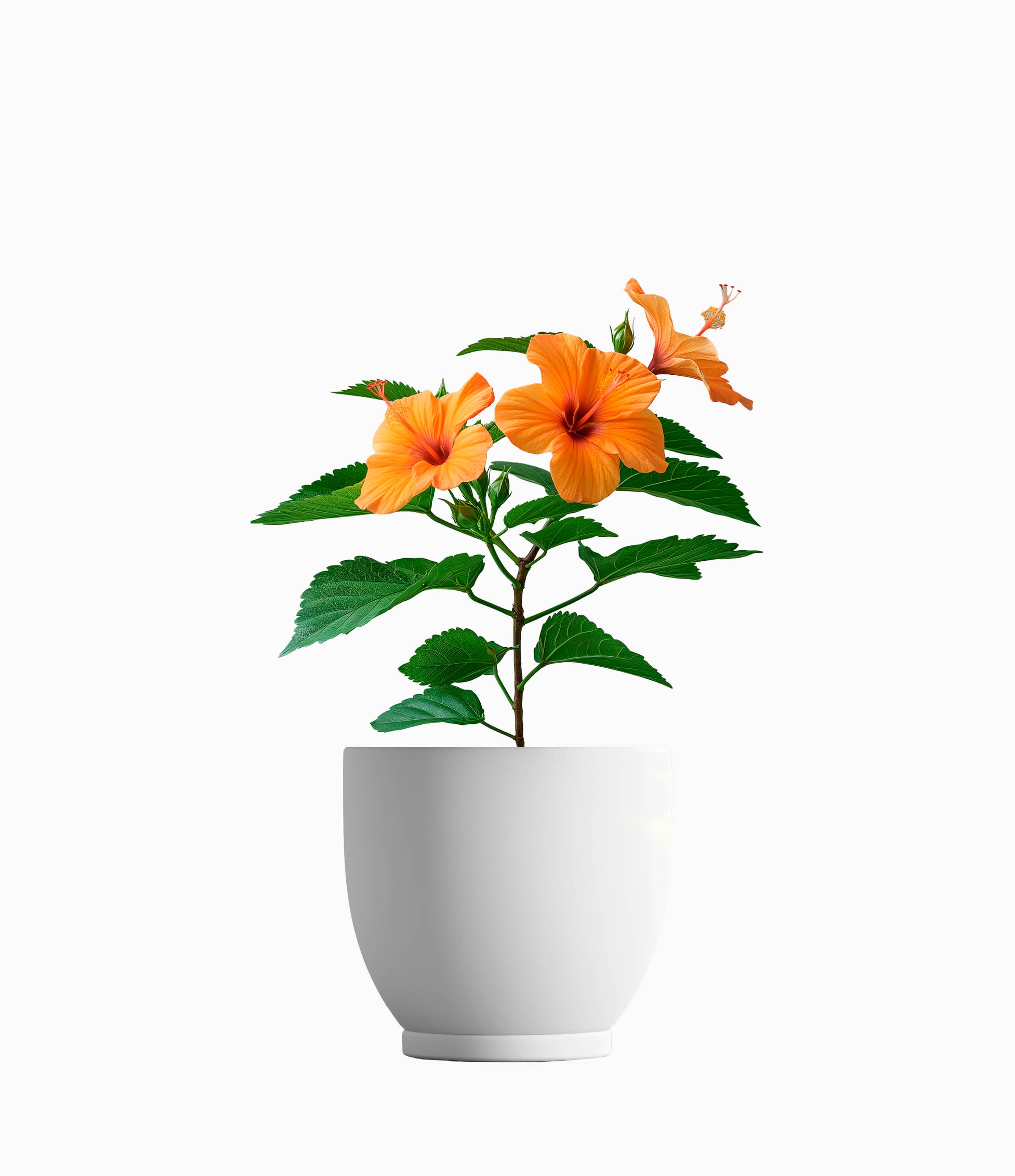 Hibiscus Orange