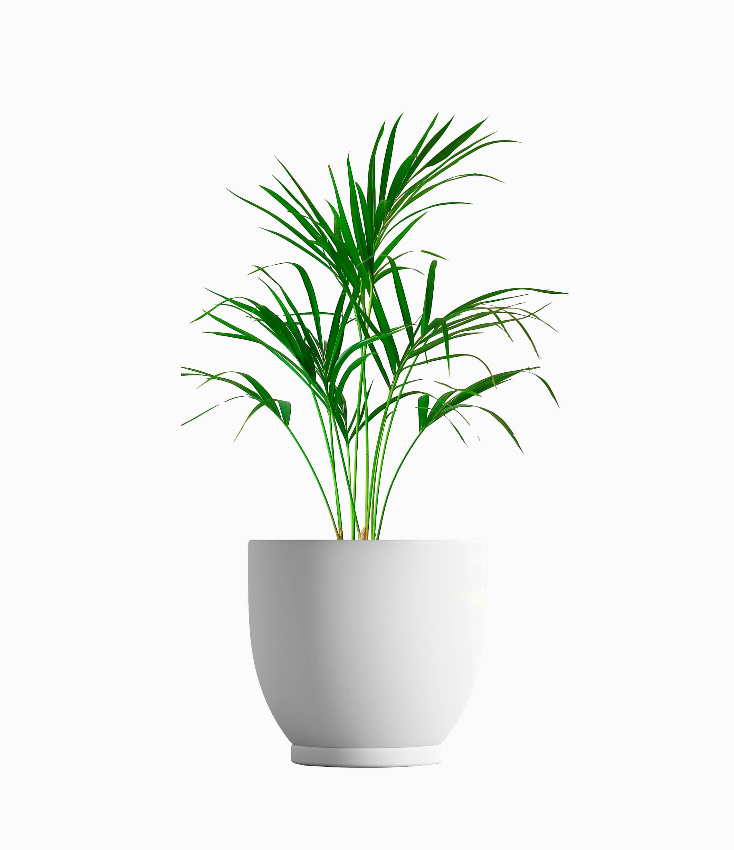 Dumb Cane