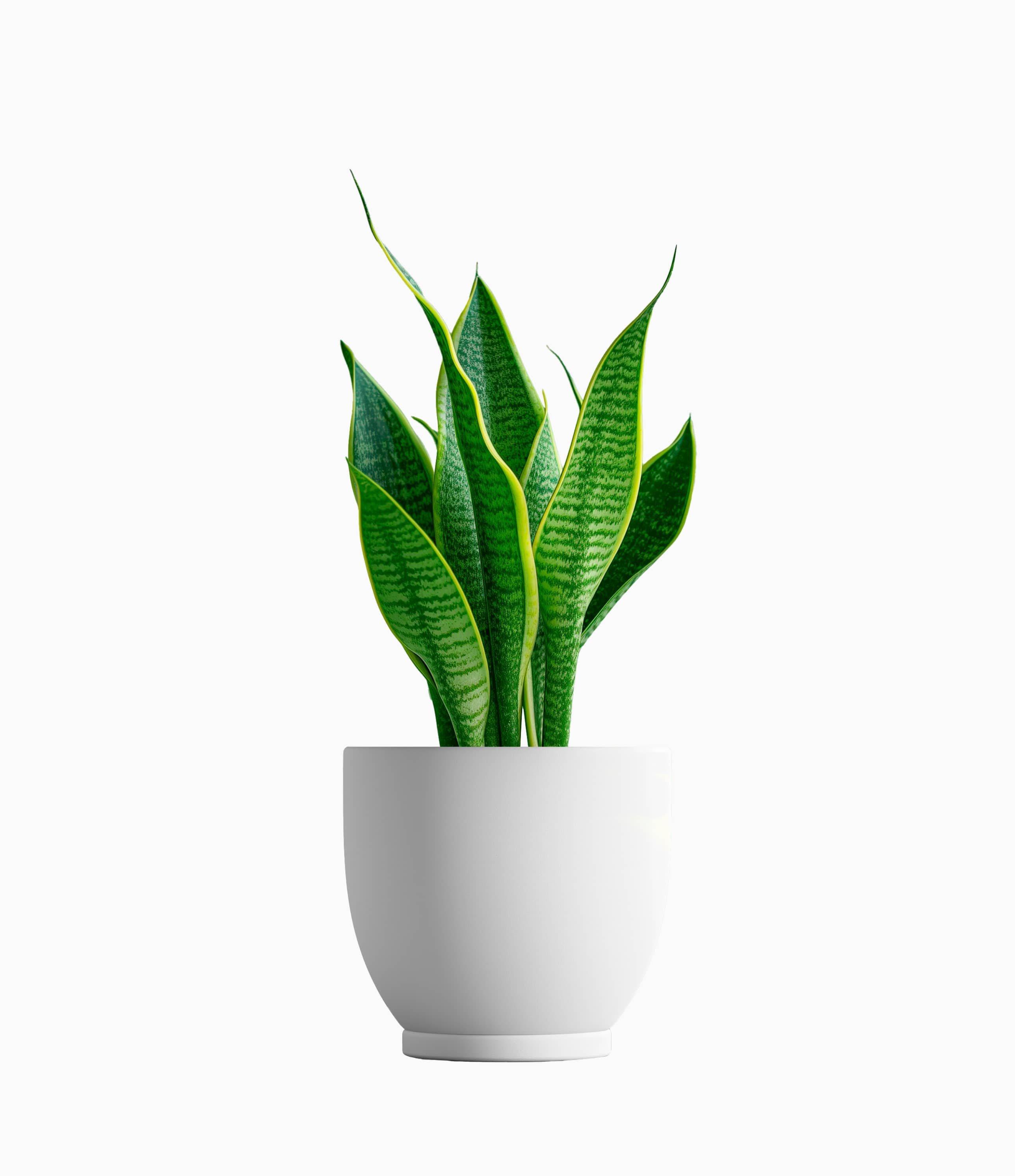 Snake plant