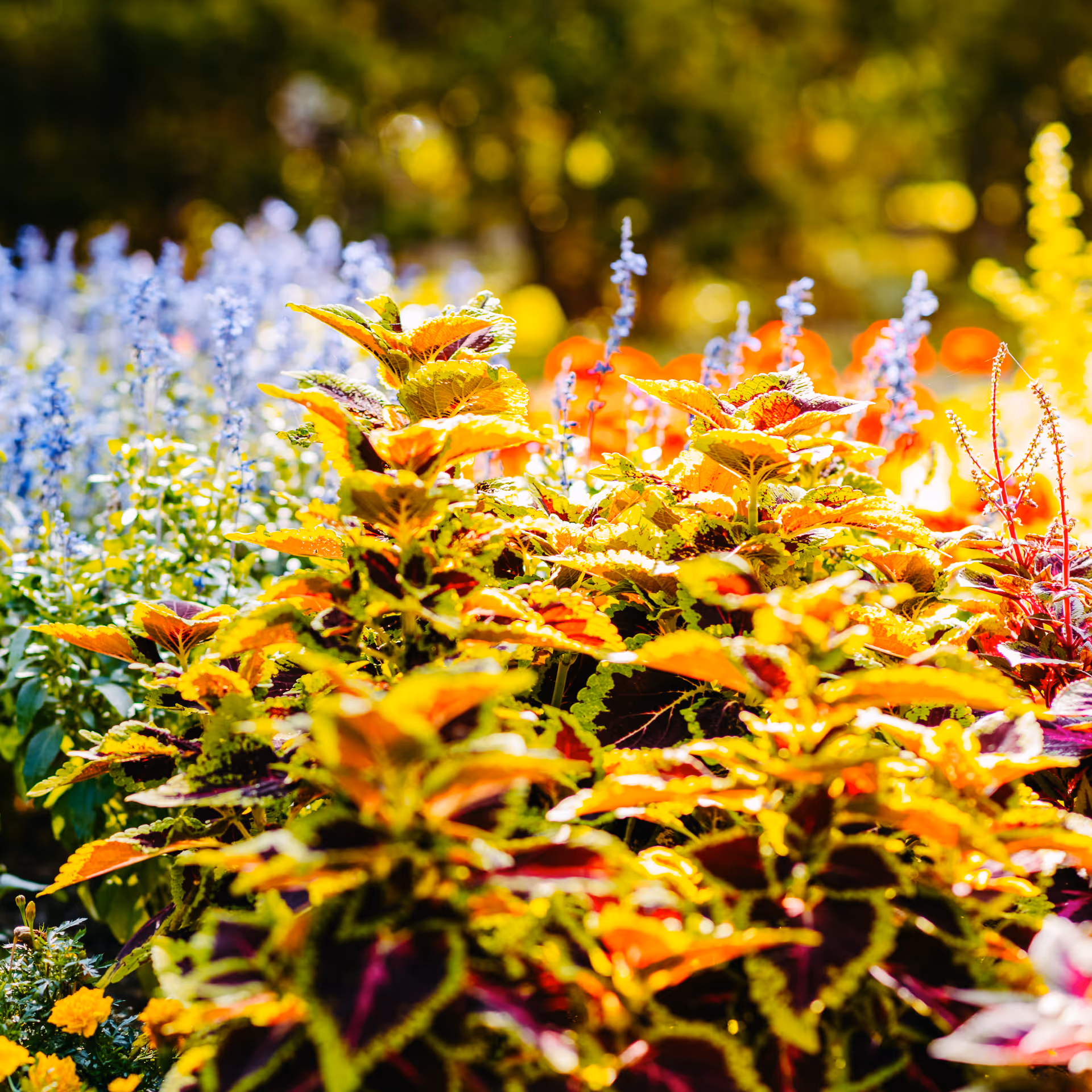 Bunte Pflanzen mit gelben und roten Blättern vor verblasstem grünem Hintergrund im Garten.