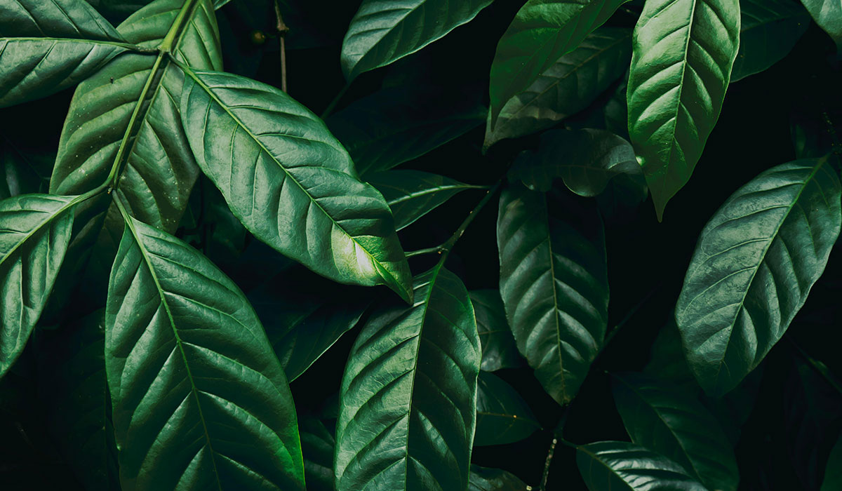 ISO 14064-1 Carbon Claims