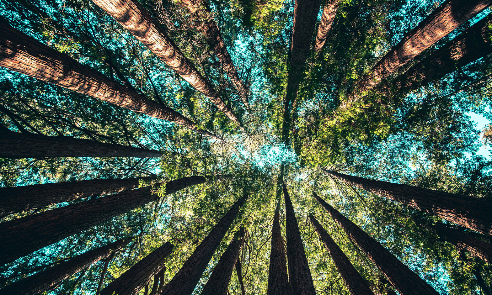 ISO 14068 Carbon Claims