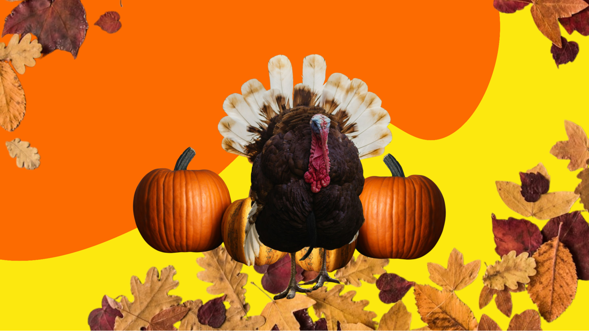 Thanksgiving pumpkins, fall leaves, and a wild turkey