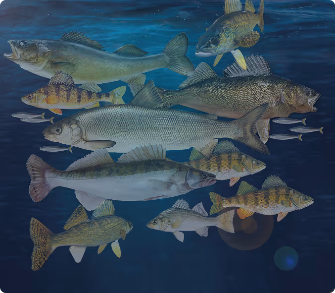 group of lakefish