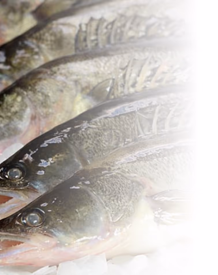 closeup image of fish