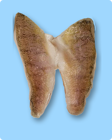 thawed fillet treated with STPP