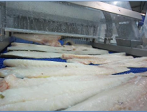 imagine of fish in a factory