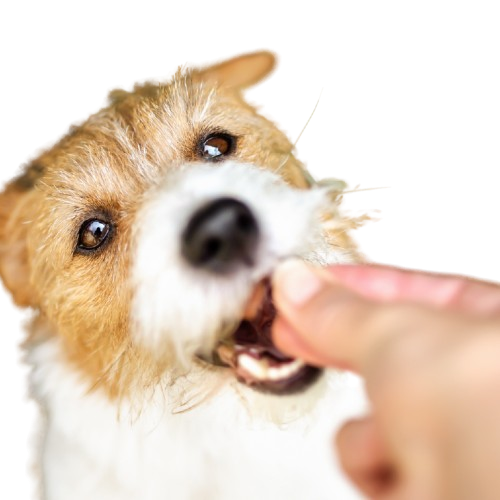 Dog swallows ProteusDx capsule