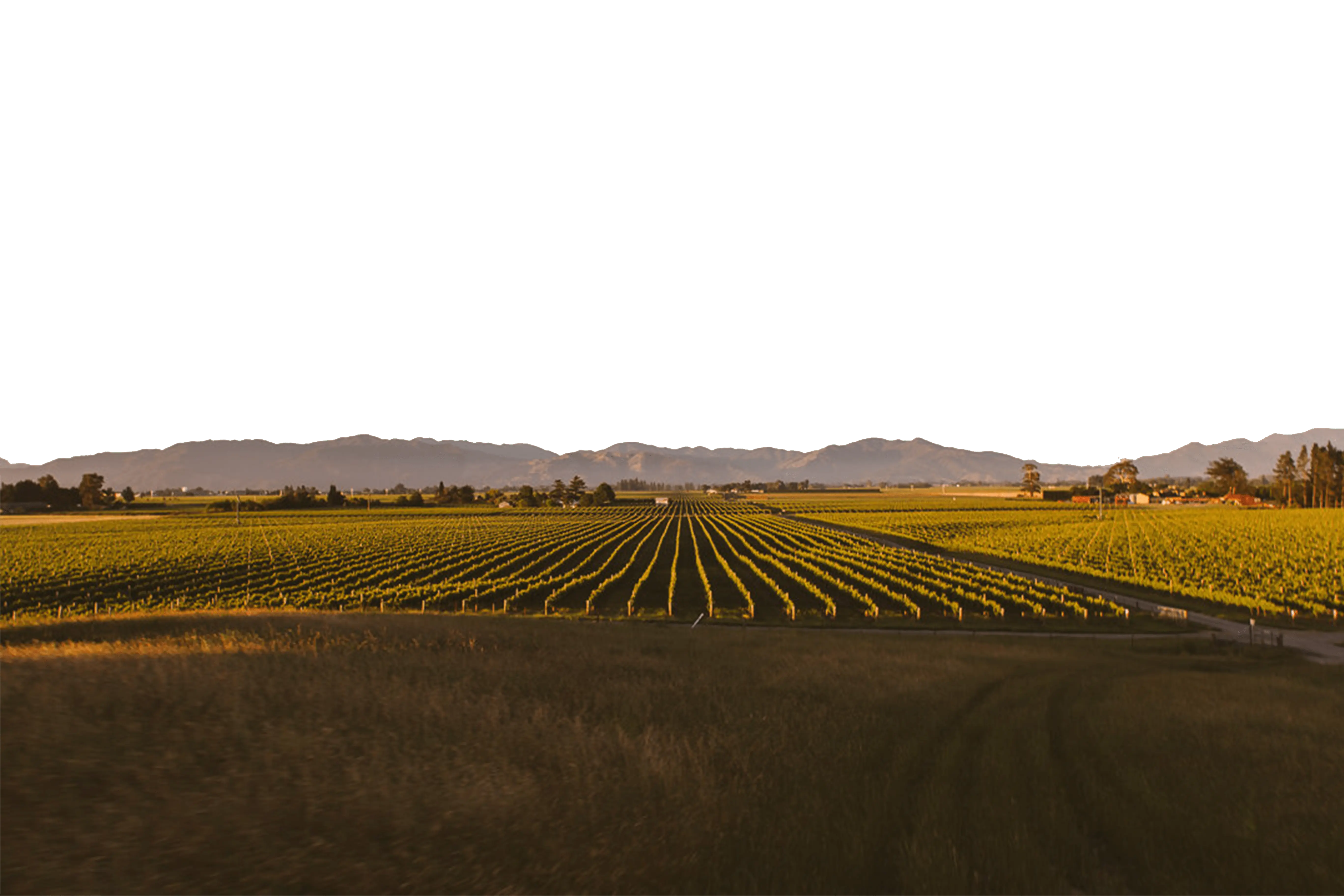 The Tiraki Vineyard