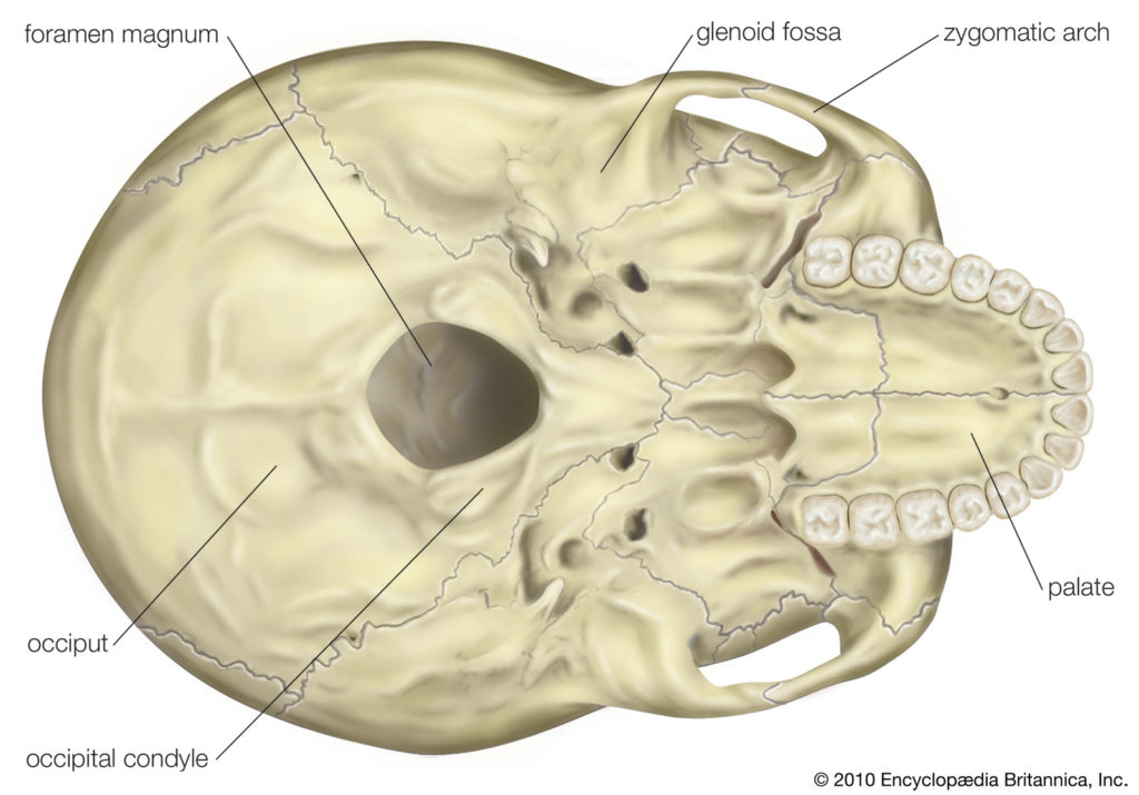 Foramen Magnum