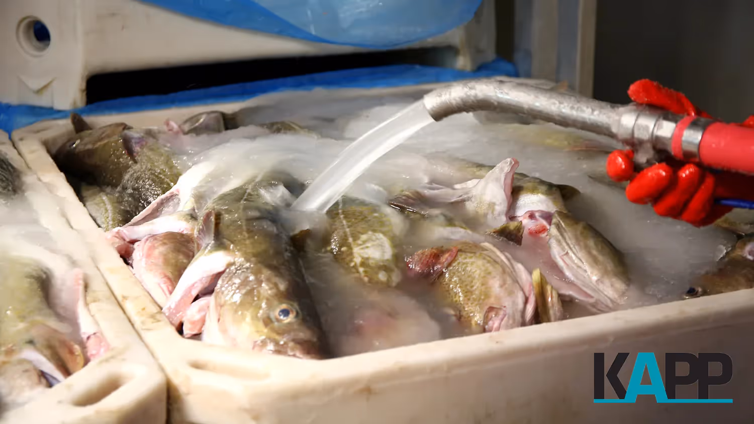 Slurry ice being poured into a tub filled with fish