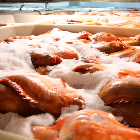 Fish cooled by the OptimICE liquid ice