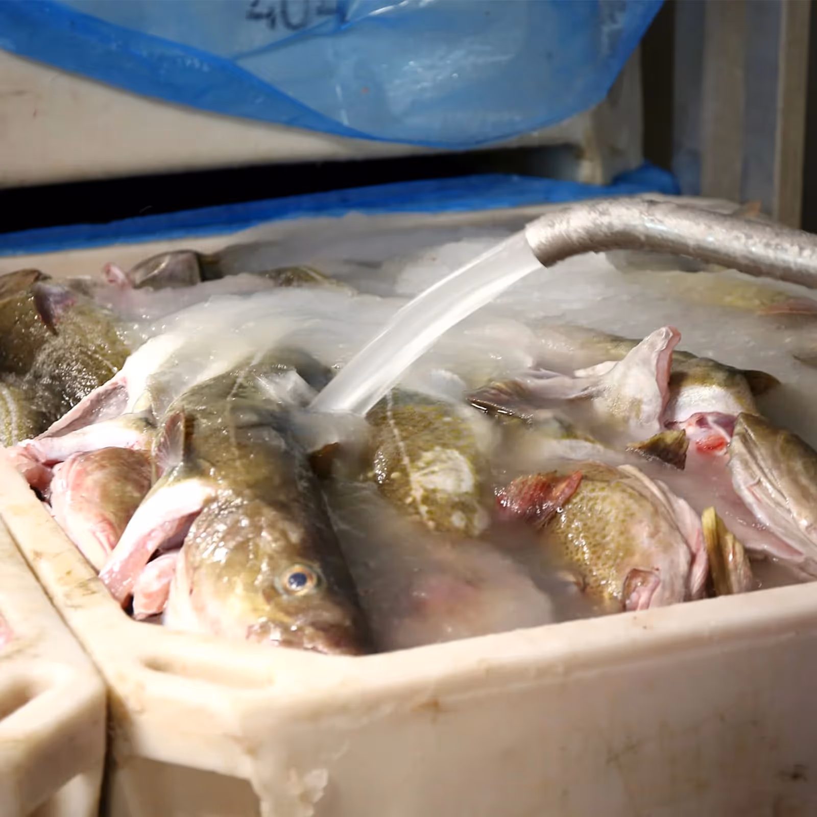 Liquid ice being poured into a tub filled with fish