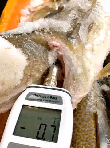 Measuring the internal temperature of a fish after being cooled by OptimCE slurry ice