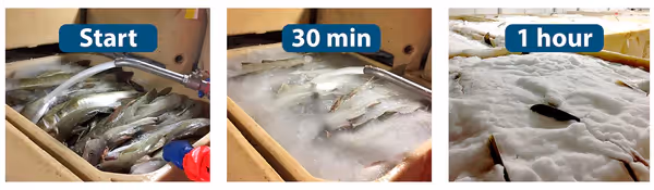 Three stages of the liquid ice in tubs filled with fish and slurry ice