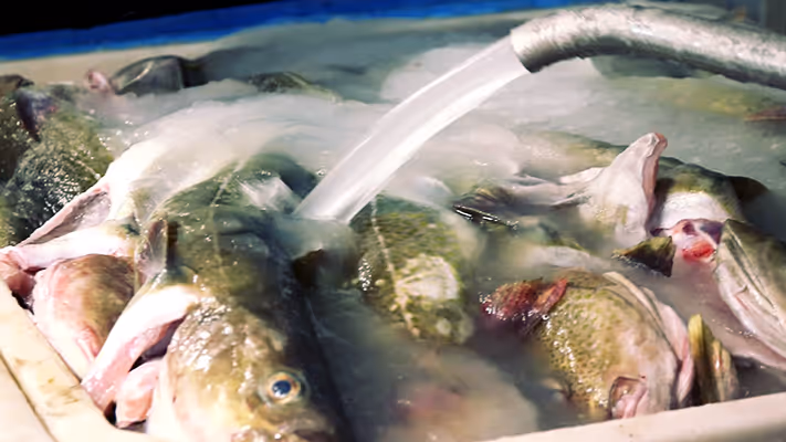 Slurry ice being poured into a tub filled with fish