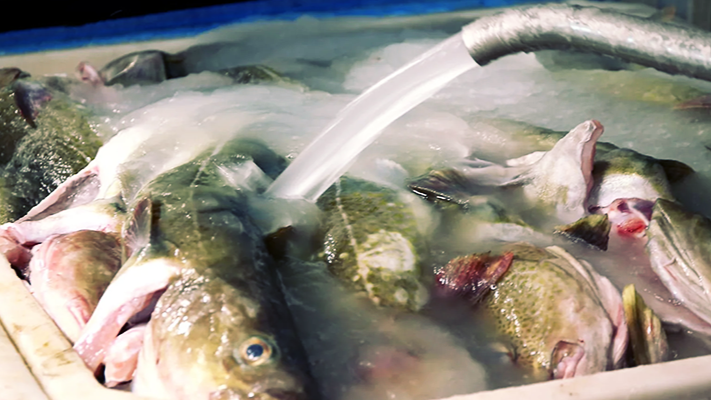 Slurry ice being poured into a tub filled with fish