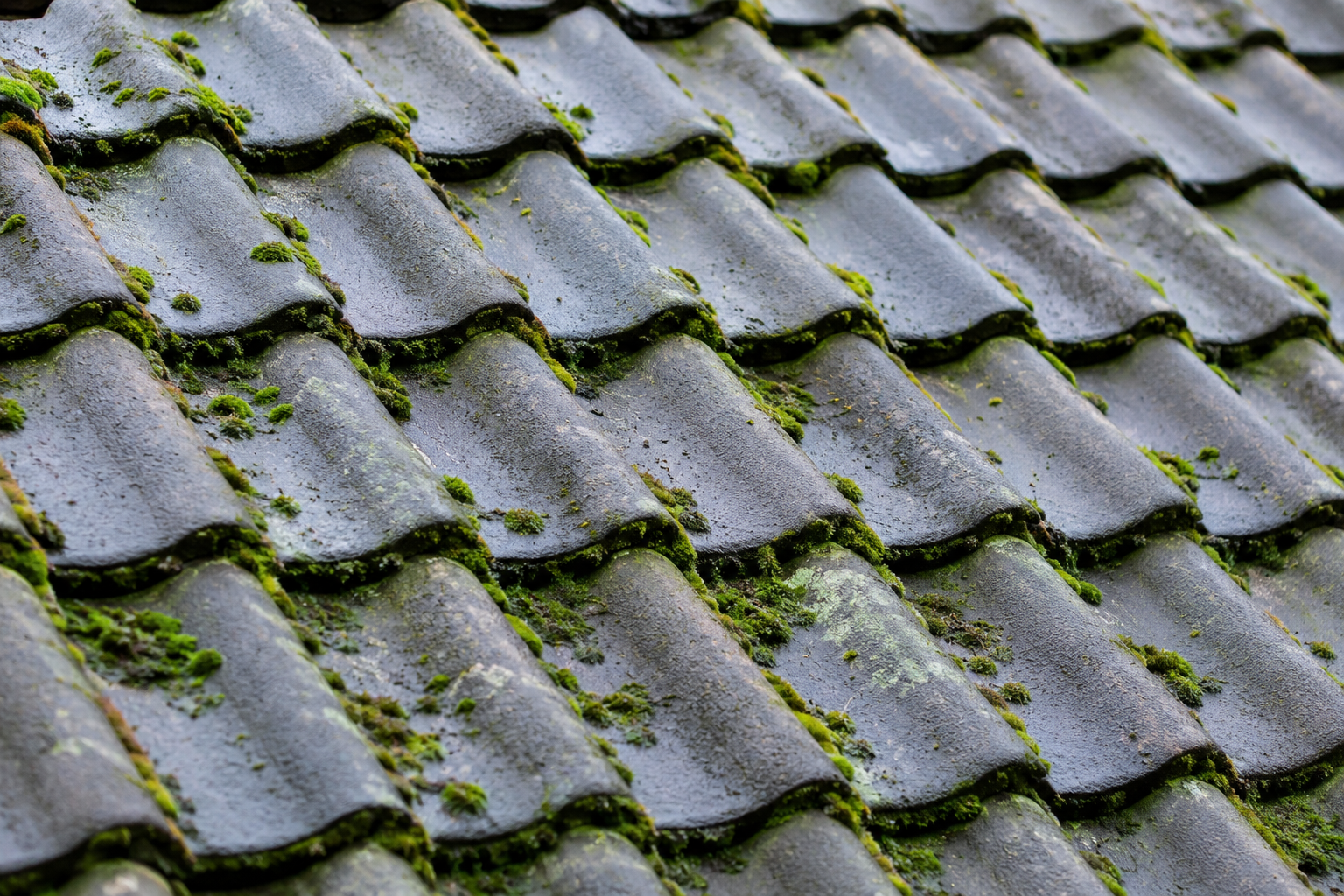 Dakpannen bedekt met mos en groene aanslag voor professionele dakontmossing