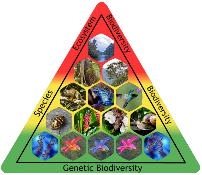 Exploring the Importance of Biodiversity: Definition, Types, and Why It Matters