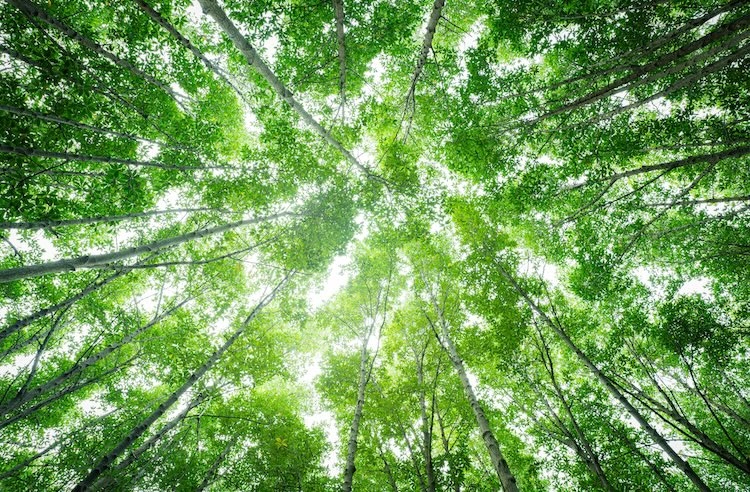 Image: Fahroni/shutterstock.com