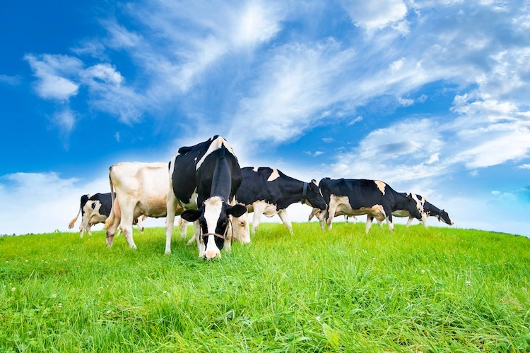 Image: Kei Shooting/shutterstock.com