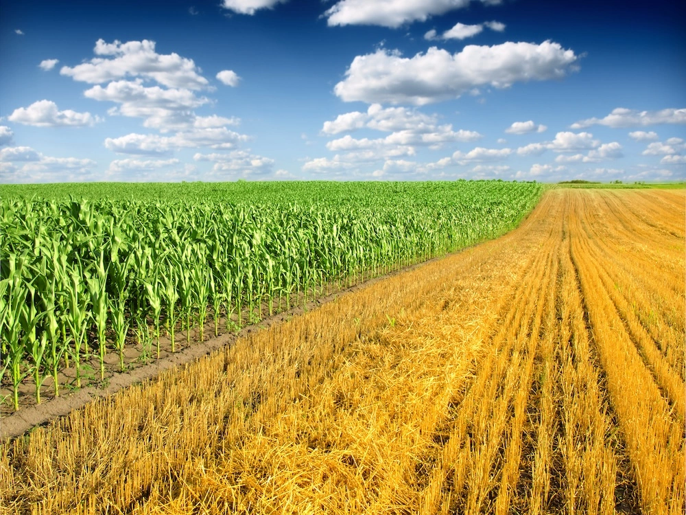 Image: Zeljko Radojko/shutterstock.com