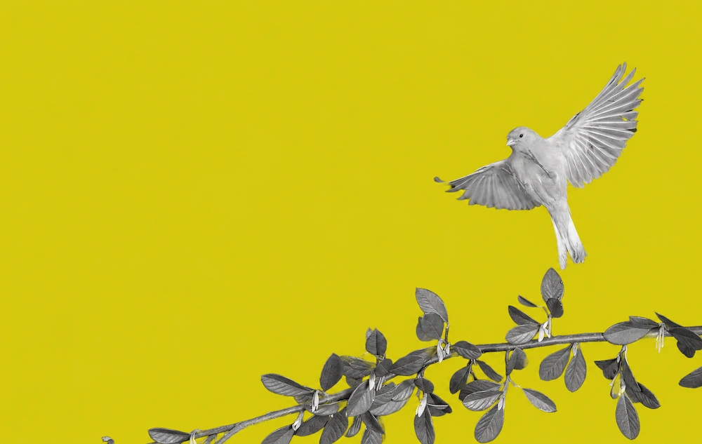 Image: Indiana’s Canary in the Coal Mine Moment (slowmotiongli / shutterstock)