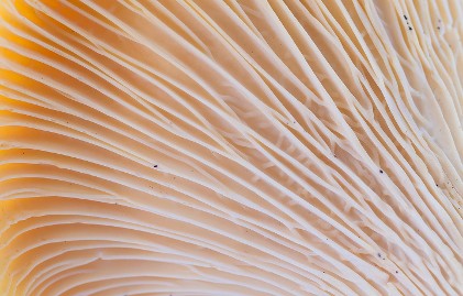 Machine Learning Adoption Offers Significant Opportunity Ahead