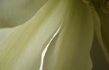 Healthcare Services: Analysis of New Data & Politics - The Battle of Long vs. Short