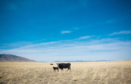 Trade Wars: A Game of Chicken (and Beef)