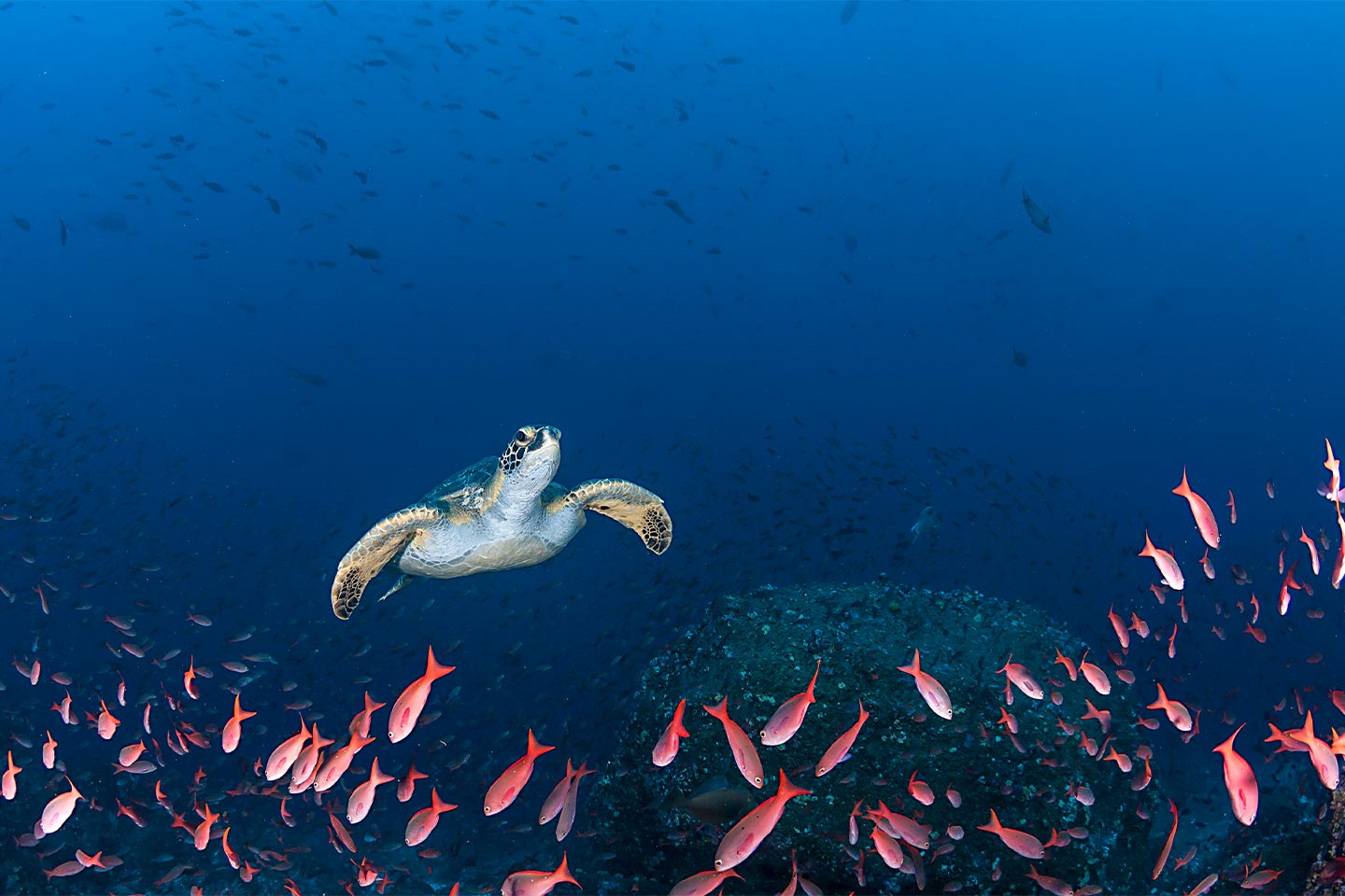 Galapagos Syndrome: Unique innovator or progress prohibitor?