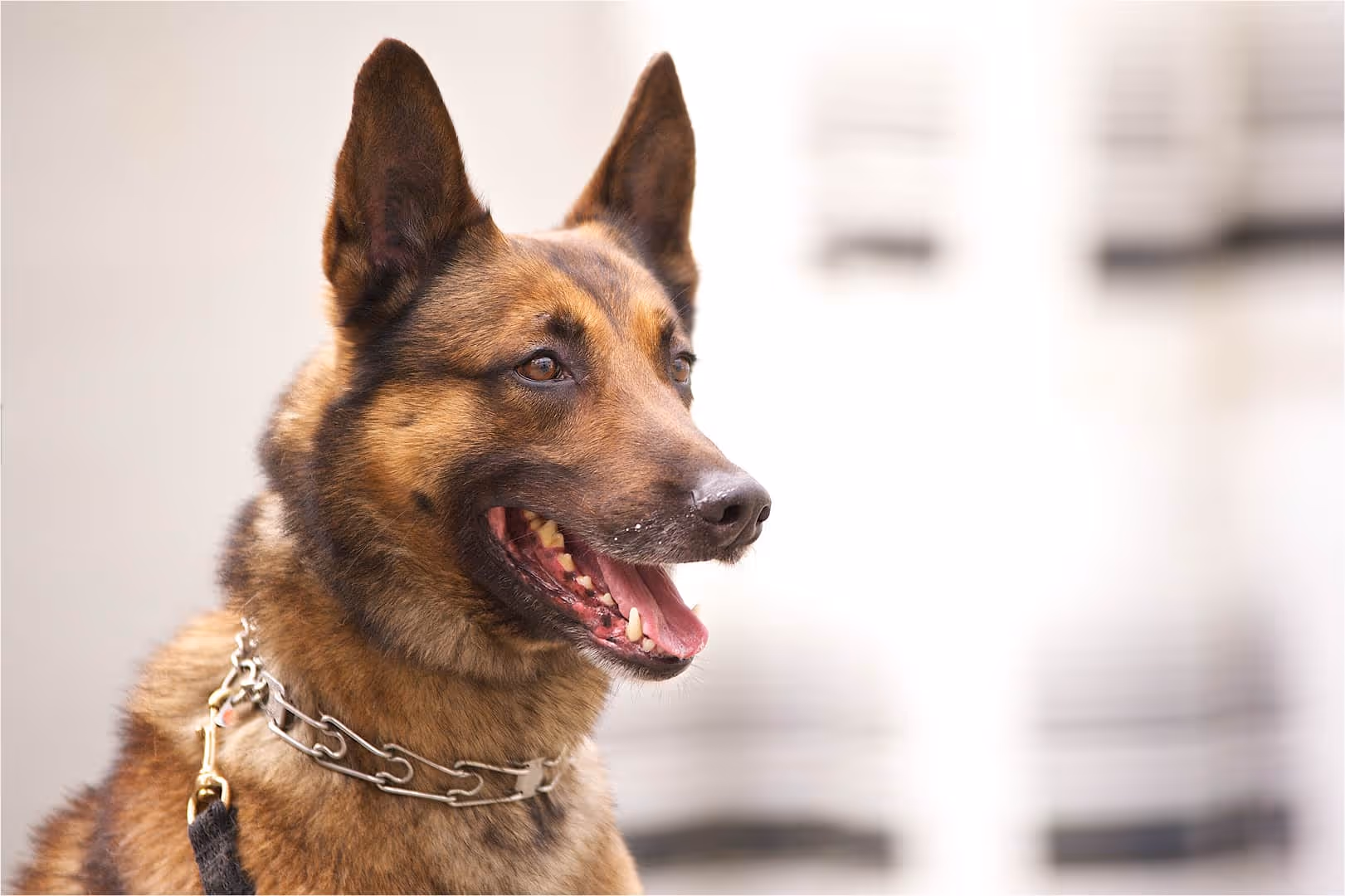 Alert German Shepherd dog with open mouth and looking to the right.
