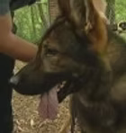 Close-up of a German Shepherd dog panting outdoors with a person in the background.