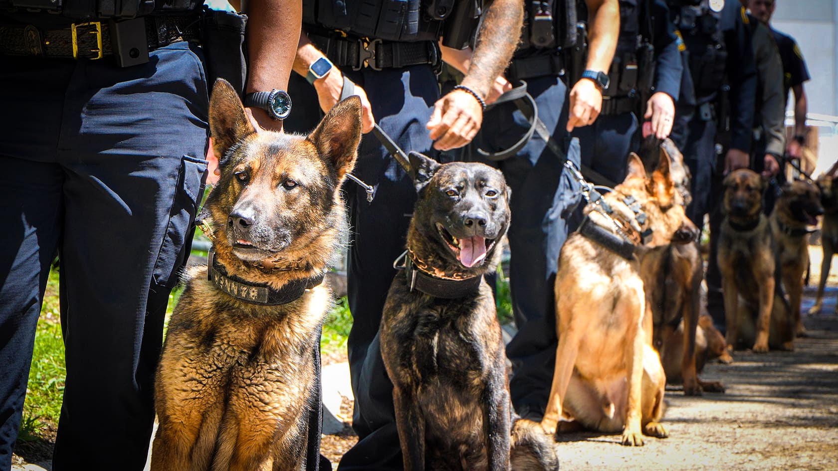Row of police officers standing with their trained police dogs on leashes outdoors.