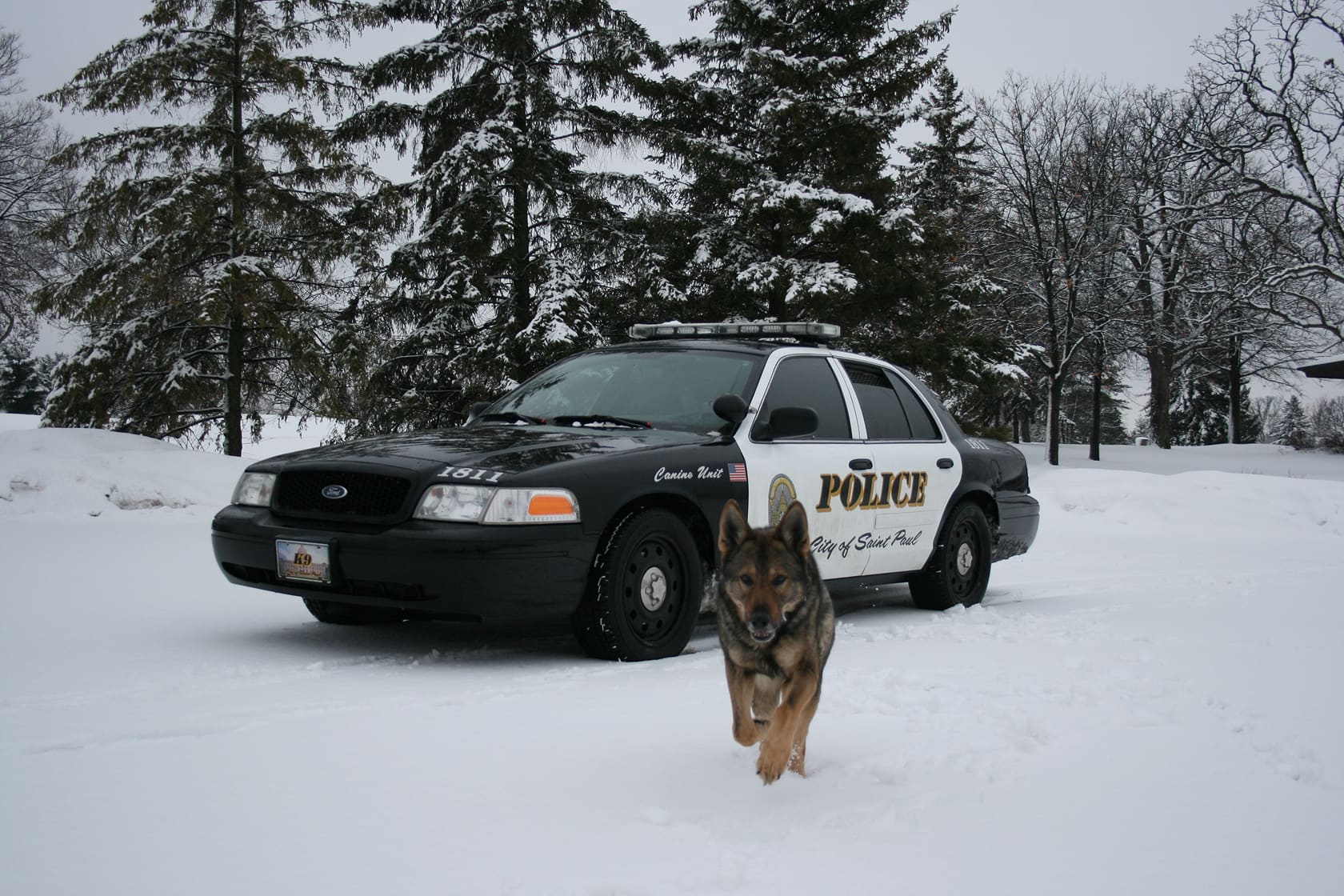 Police K9 unit car parked in snow with a German Shepherd dog walking toward the camera.
