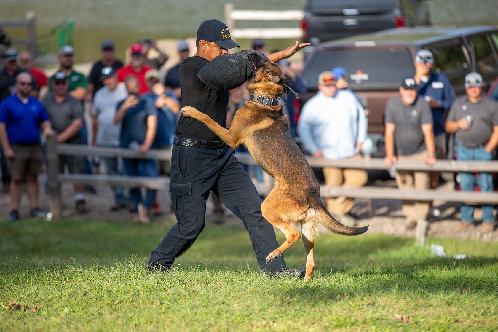 Police dog training session with German Shepherd biting a protective sleeve worn by an officer, spectators watching behind a fence.