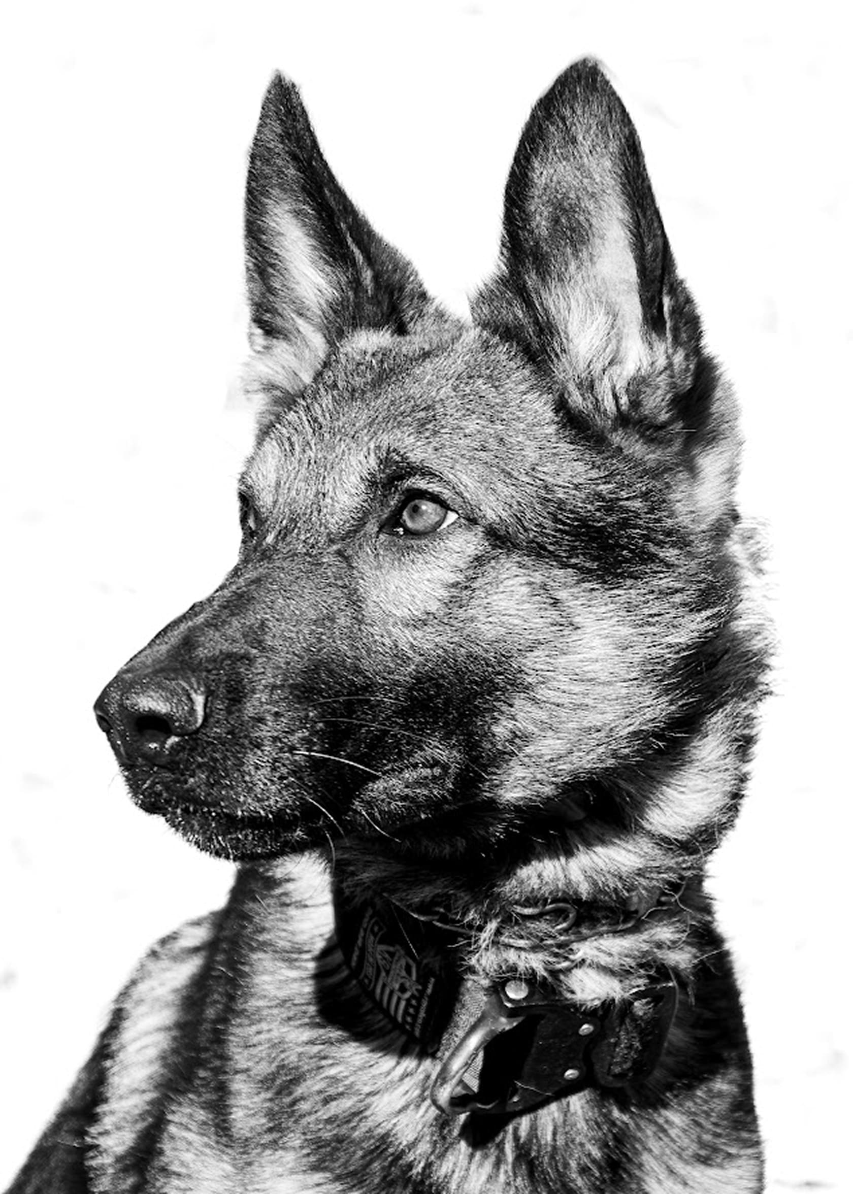 Close-up black and white portrait of a German Shepherd dog wearing a collar, looking to the left.